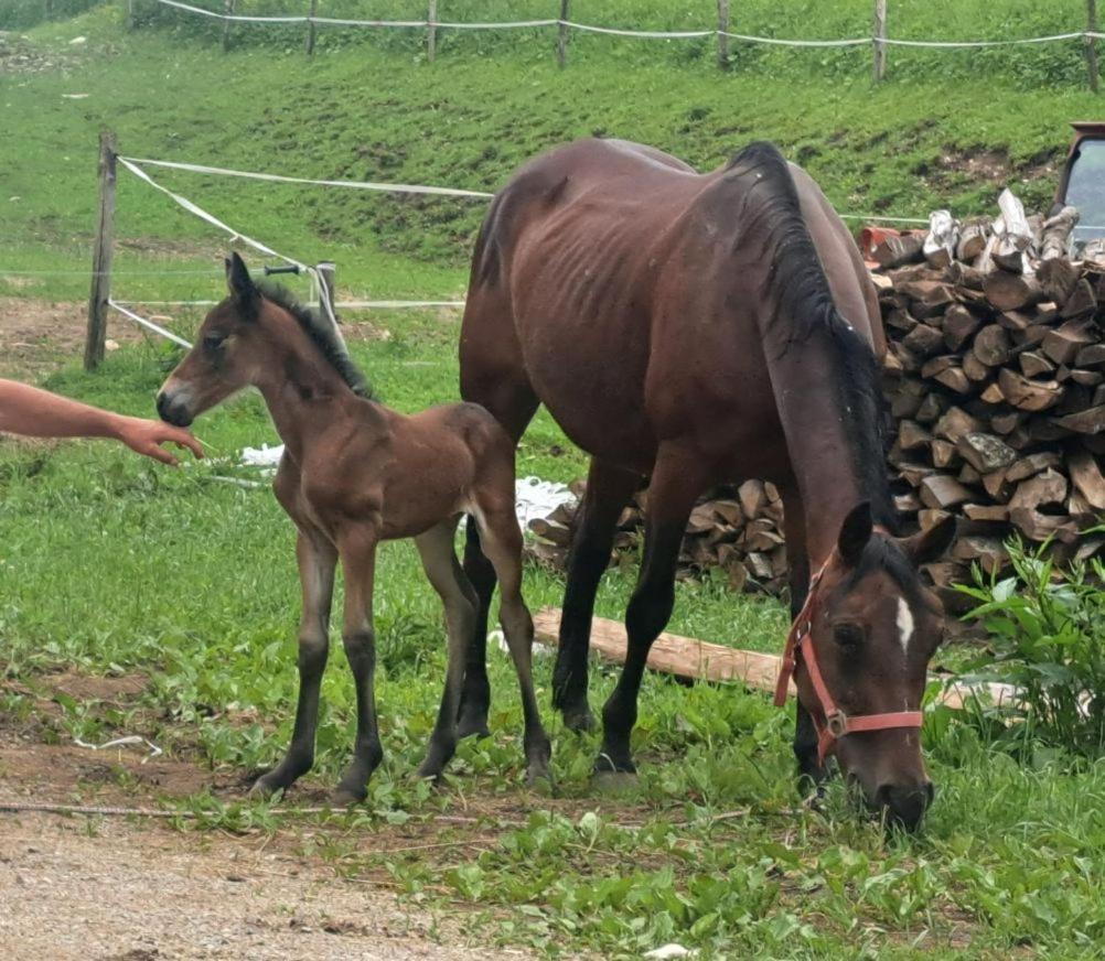 Tourist Farm Pr' Maretc Bohinjska Bistrica Exterior foto